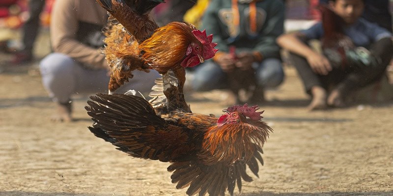 Kinh nghiệm hay bắt kèo đá gà chuẩn